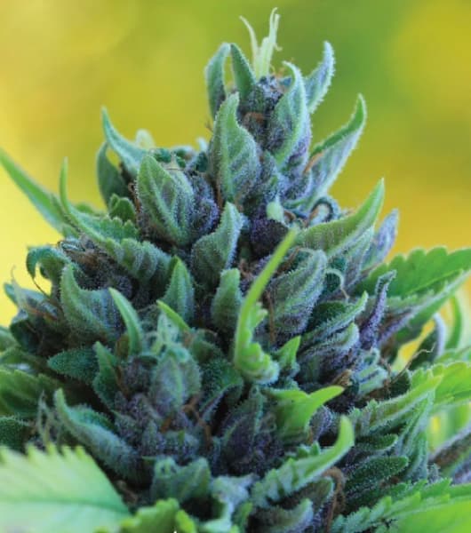 Humboldt Dream > Humboldt Seed Company | Graines Féminisées  |  Hybride